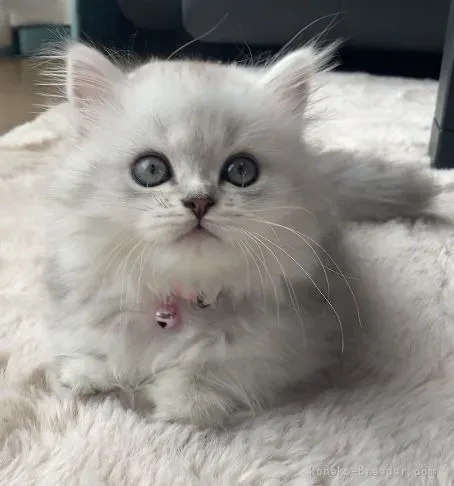 最高の猫 ブリーダー ミヌエット選び方！安心の子猫探し